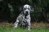 DALMATIEN 482